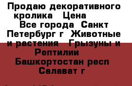 Продаю декоративного кролика › Цена ­ 500 - Все города, Санкт-Петербург г. Животные и растения » Грызуны и Рептилии   . Башкортостан респ.,Салават г.